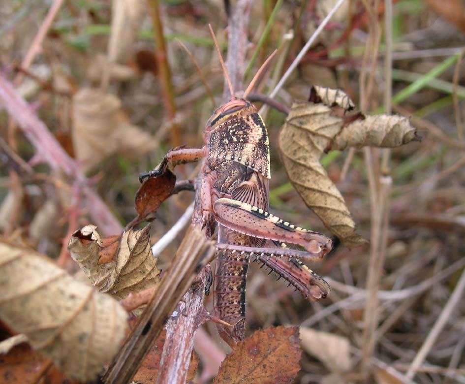 Acrididae - Anacridium aegyptium